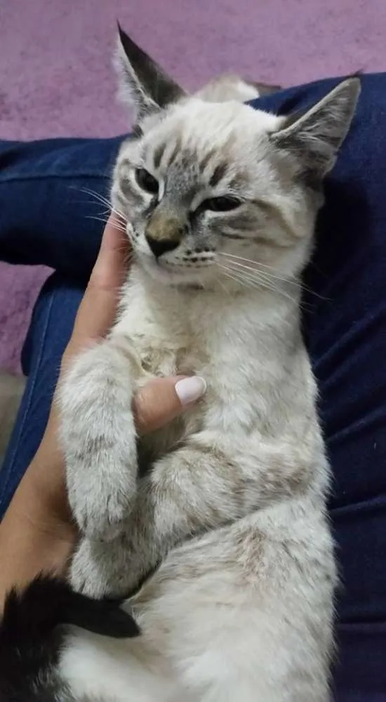 Gato ra a viralata idade 2 a 6 meses nome picole