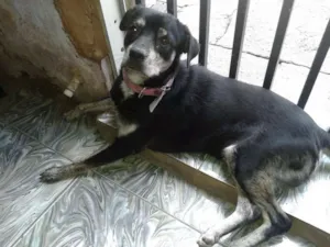 Cachorro raça SRD idade 2 a 6 meses nome Bobby