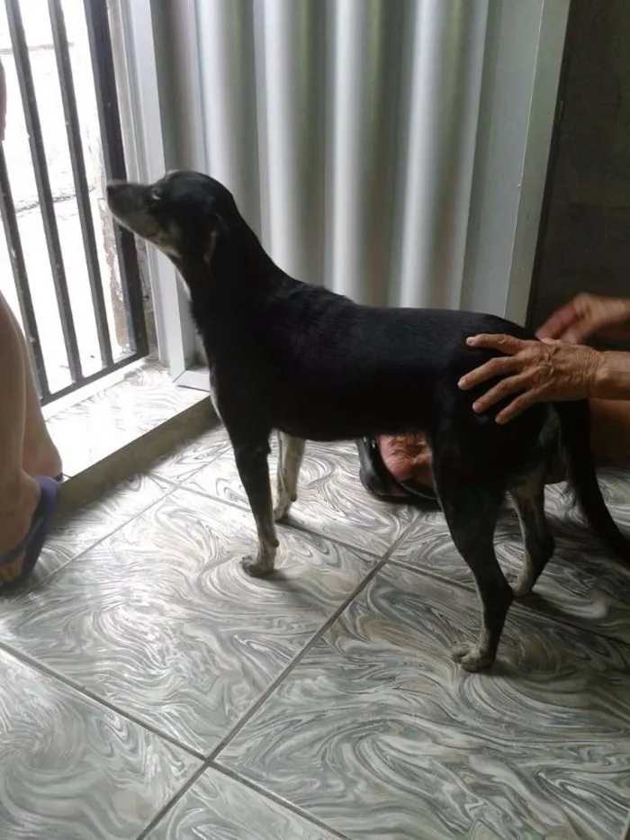 Cachorro ra a SRD idade 2 a 6 meses nome Bobby