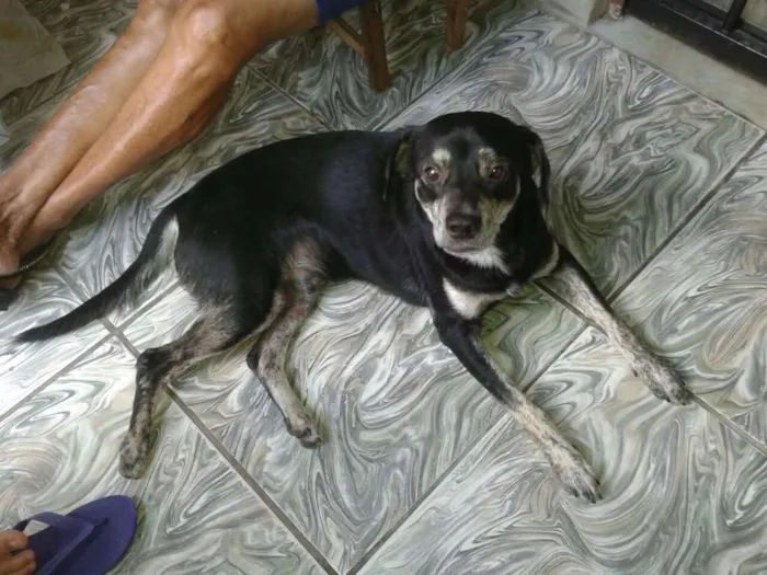 Cachorro ra a SRD idade 2 a 6 meses nome Bobby