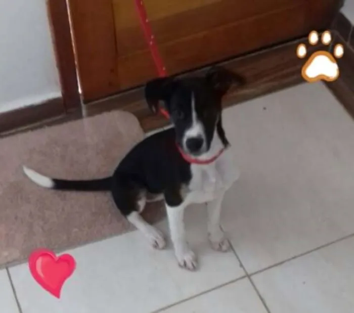 Cachorro ra a Vira Lata idade 7 a 11 meses nome meg