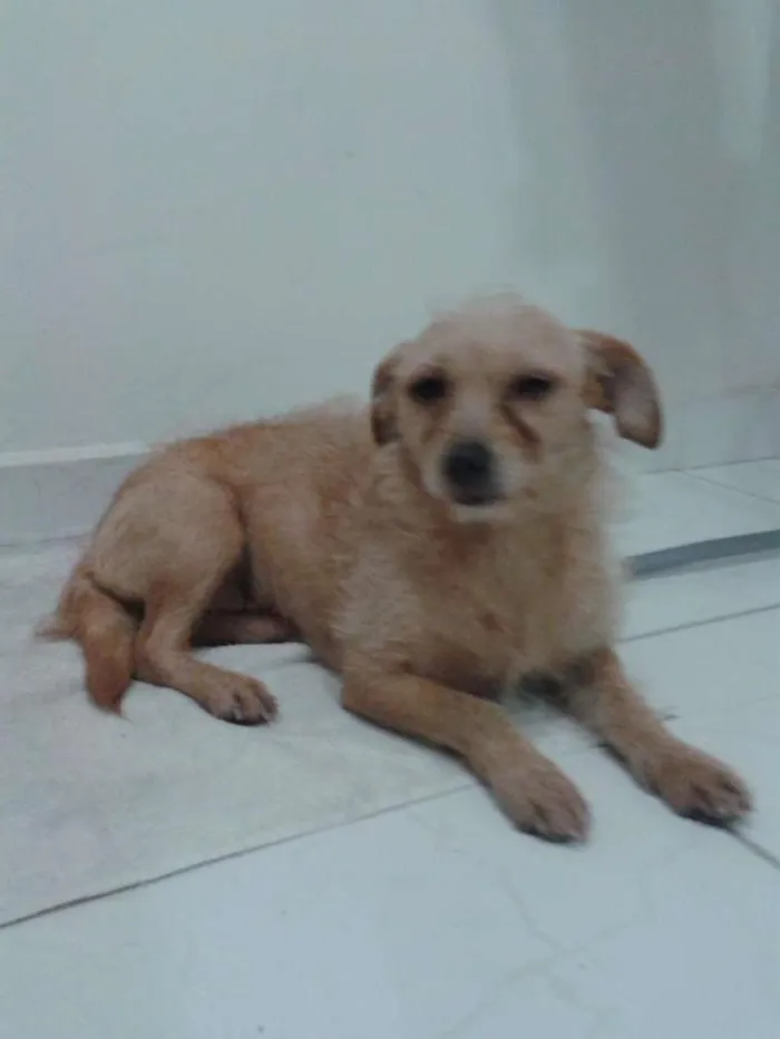 Cachorro ra a SRD idade 1 ano nome S/N