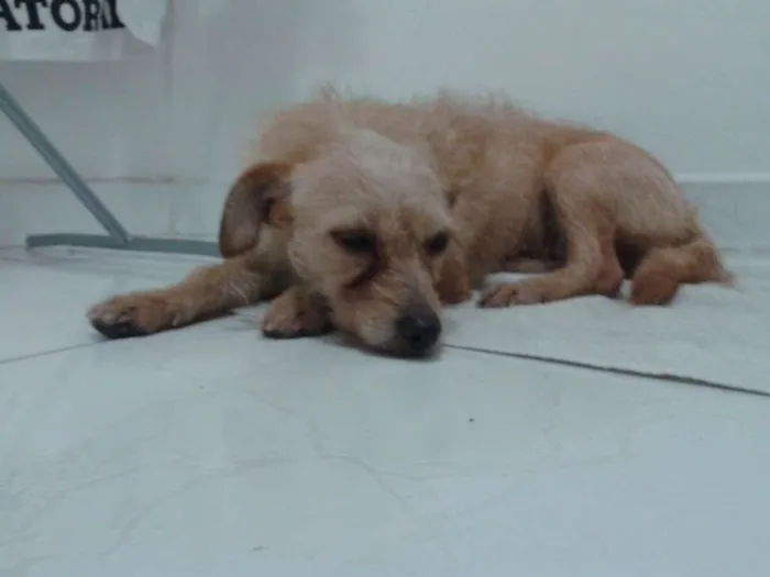 Cachorro ra a SRD idade 1 ano nome S/N