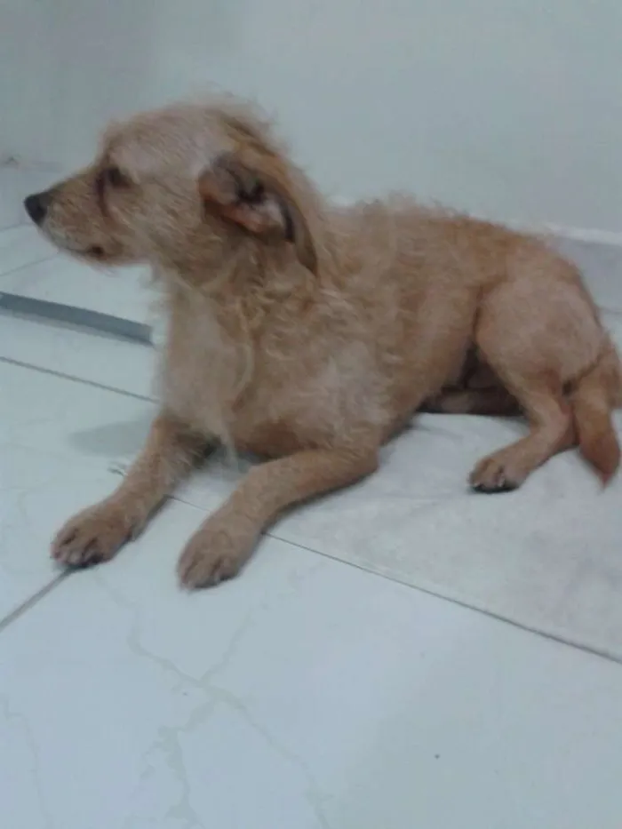 Cachorro ra a SRD idade 1 ano nome S/N