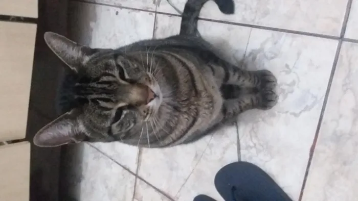 Gato ra a do lar.. e mestiço de siames idade 2 anos nome Joy e alex