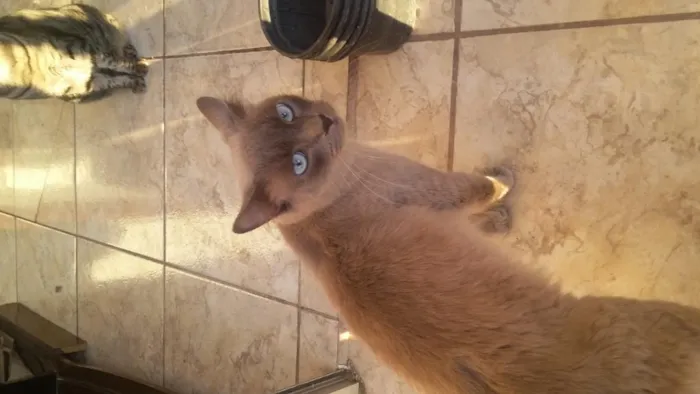 Gato ra a do lar.. e mestiço de siames idade 2 anos nome Joy e alex