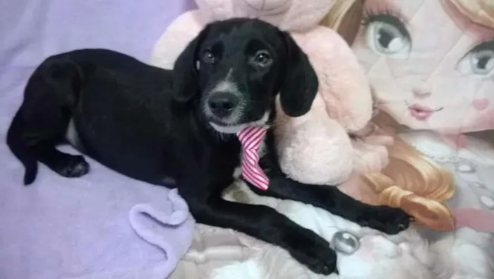 Cachorro ra a Vira lata idade 2 a 6 meses nome Feijão