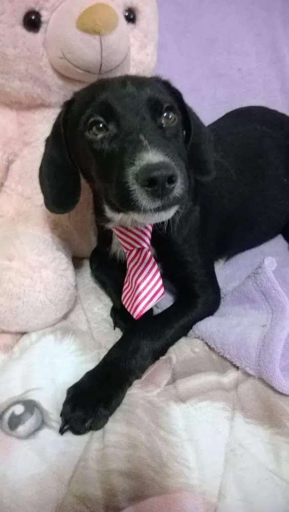 Cachorro ra a Vira lata idade 2 a 6 meses nome Feijão