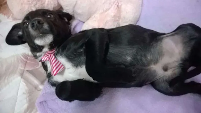 Cachorro ra a Vira lata idade 2 a 6 meses nome Feijão