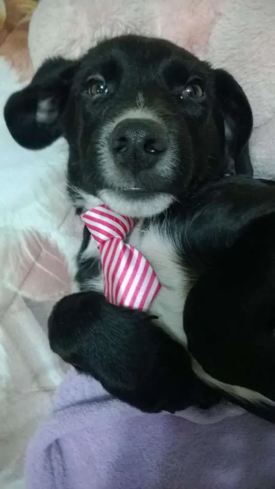 Cachorro ra a Vira lata idade 2 a 6 meses nome Feijão