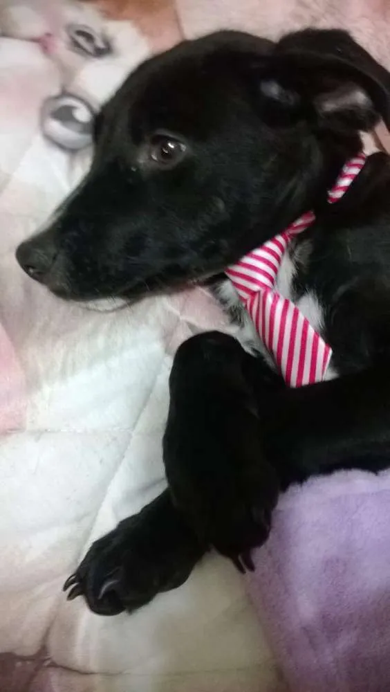 Cachorro ra a Vira lata idade 2 a 6 meses nome Feijão