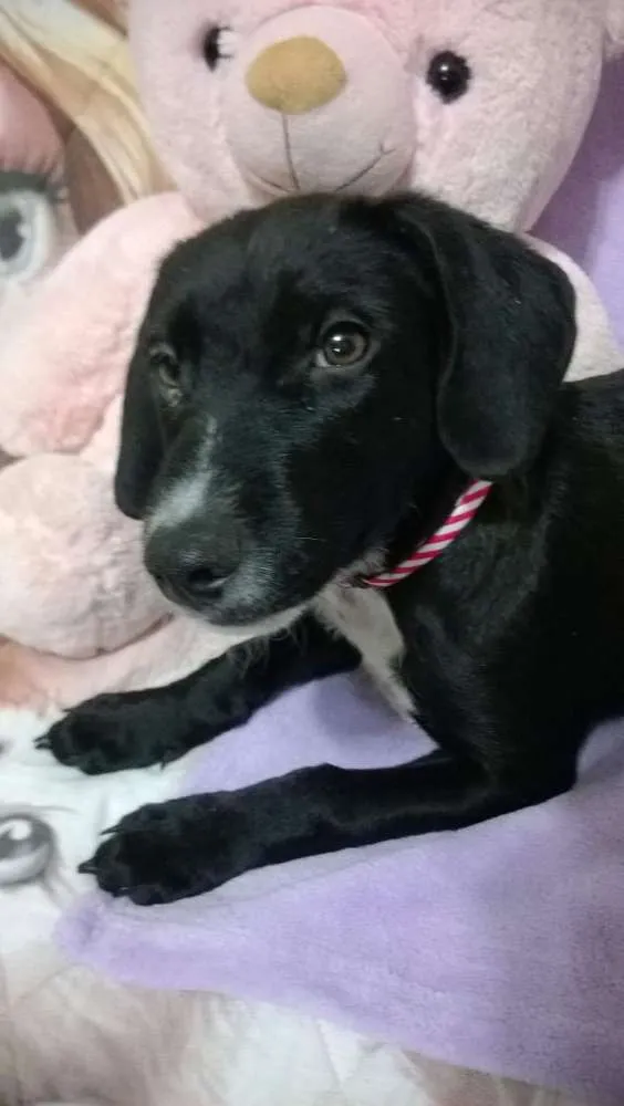 Cachorro ra a Vira lata idade 2 a 6 meses nome Feijão
