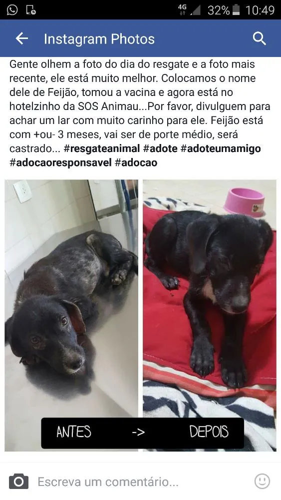 Cachorro ra a Vira lata idade 2 a 6 meses nome Feijão