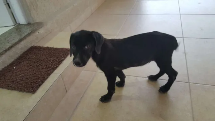 Cachorro ra a Vira lata idade 2 a 6 meses nome Feijão