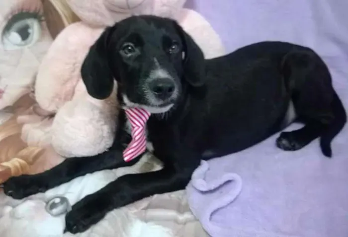 Cachorro ra a Vira lata idade 2 a 6 meses nome Feijão