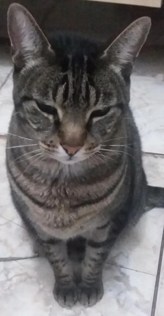 Gato ra a do lar.. e mestiço de siames idade 2 anos nome Joy e alex