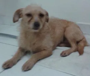 Cachorro raça SRD idade 1 ano nome S/N