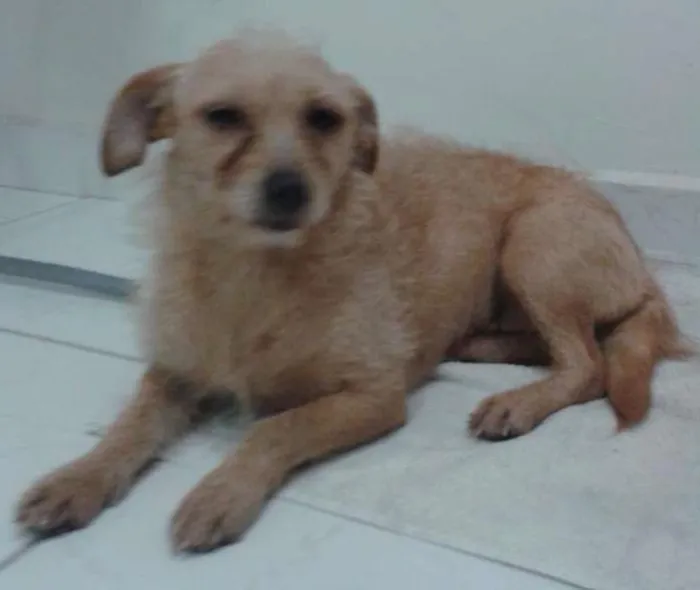 Cachorro ra a SRD idade 1 ano nome S/N