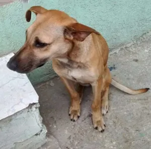 Cachorro raça Srd idade 7 a 11 meses nome Catarina
