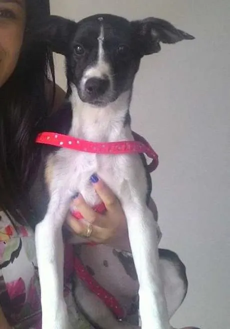 Cachorro ra a Vira Lata idade 7 a 11 meses nome meg