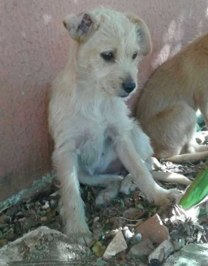 Cachorro ra a vira-lata idade 2 a 6 meses nome sem nome