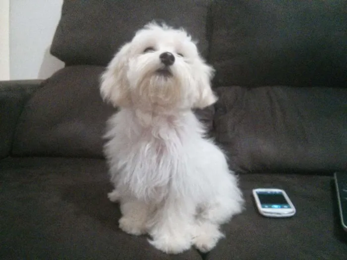 Cachorro ra a Maltês  idade 2 anos nome Fred