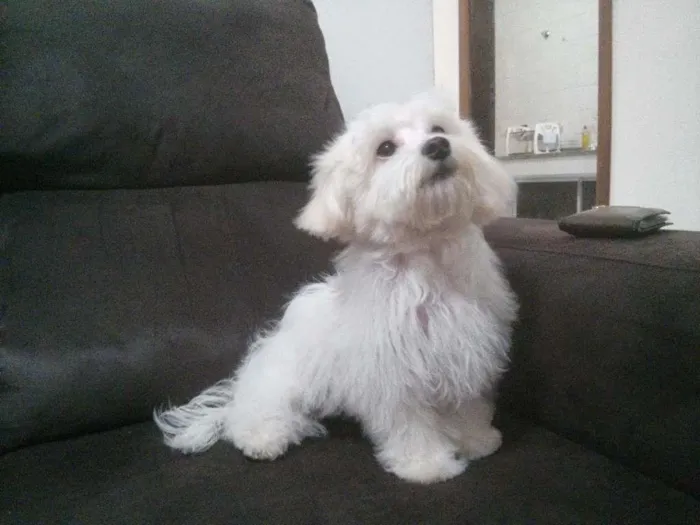 Cachorro ra a Maltês  idade 2 anos nome Fred