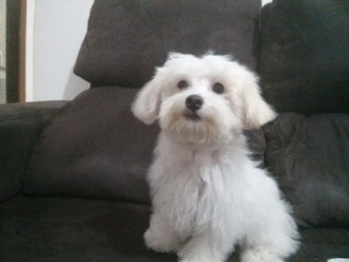 Cachorro ra a Maltês  idade 2 anos nome Fred