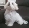 Fred