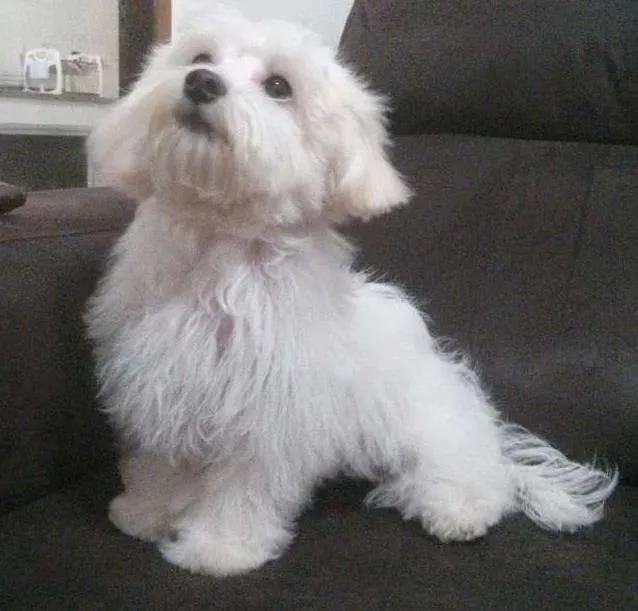 Cachorro ra a Maltês  idade 2 anos nome Fred