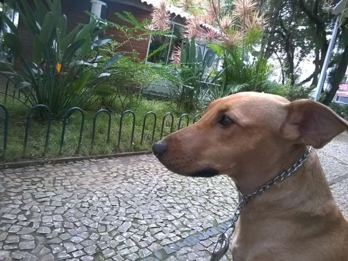 Cachorro ra a Indefinida idade 1 ano nome Sukita