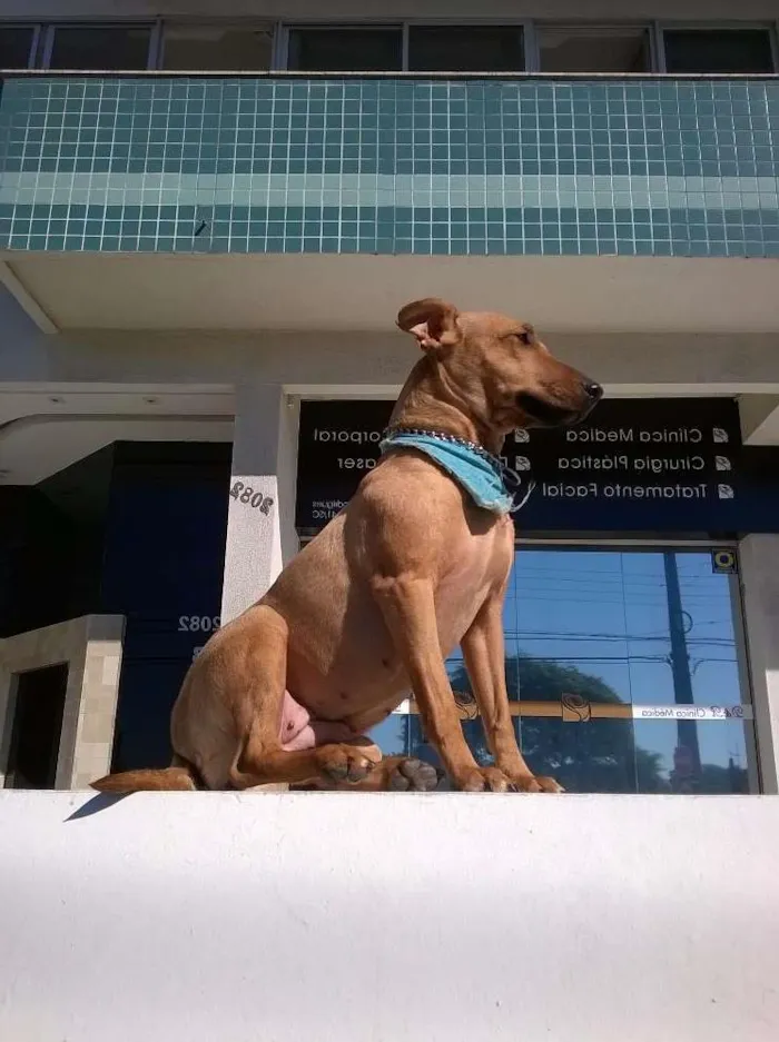 Cachorro ra a Indefinida idade 1 ano nome Sukita