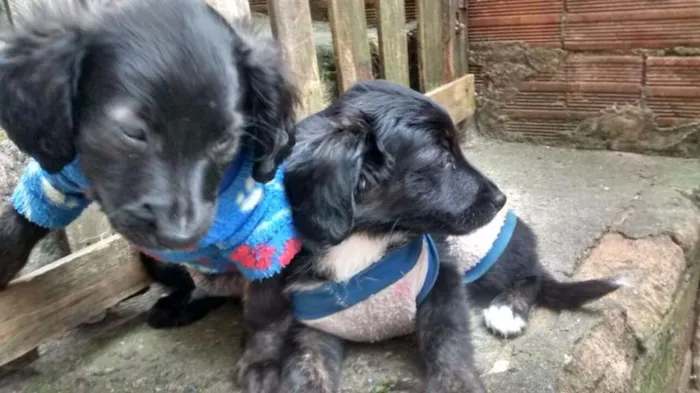 Cachorro ra a Não tem idade 2 a 6 meses nome Sem nome
