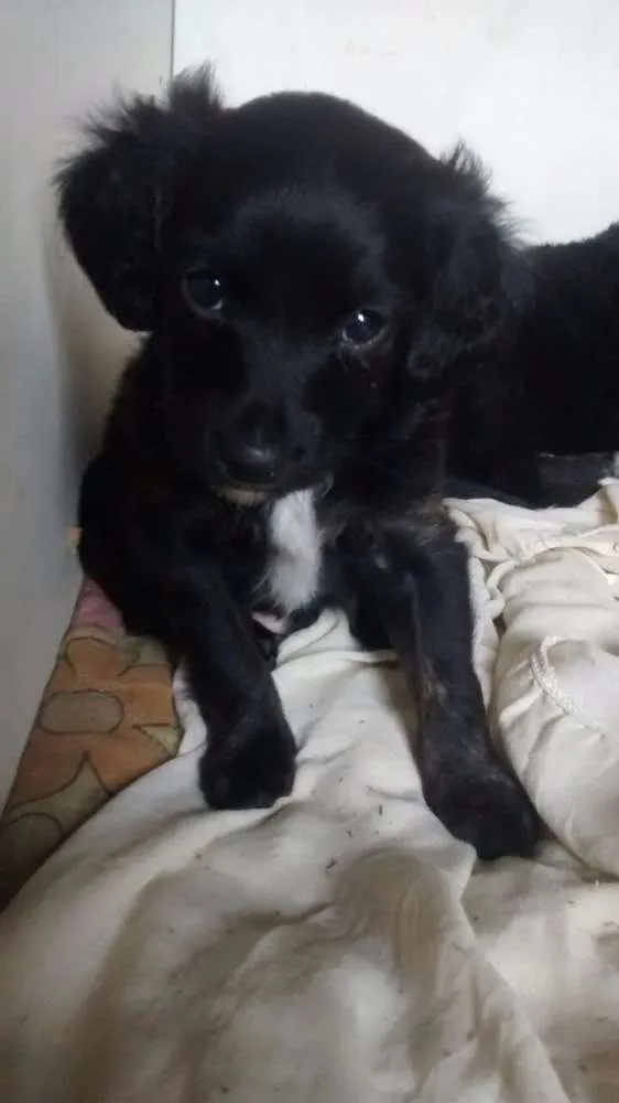 Cachorro ra a Não tem idade 2 a 6 meses nome Sem nome