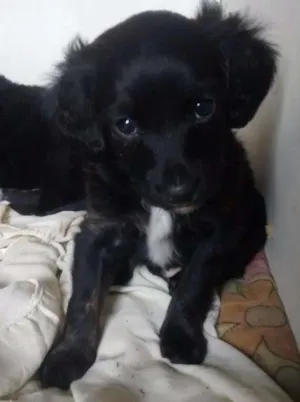 Cachorro raça Não tem idade 2 a 6 meses nome Sem nome