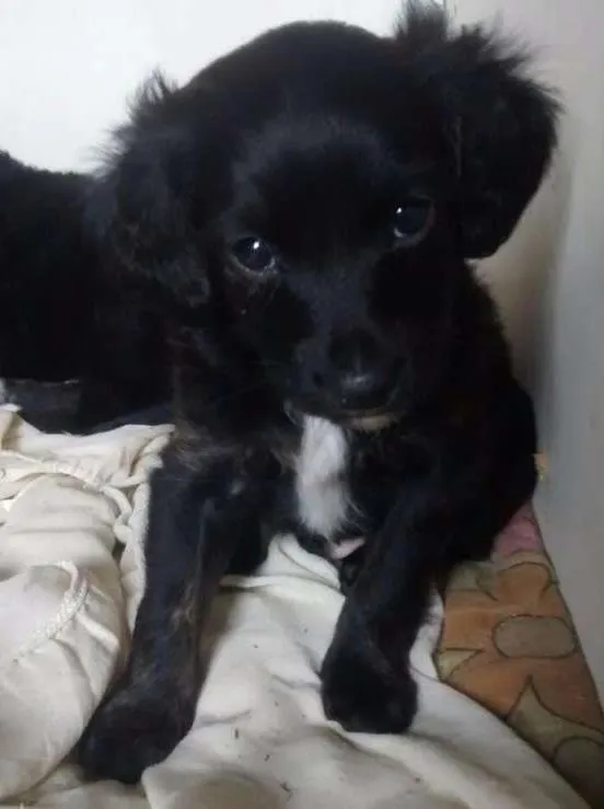 Cachorro ra a Não tem idade 2 a 6 meses nome Sem nome