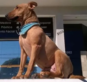 Cachorro raça Indefinida idade 1 ano nome Sukita