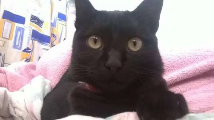 Gato raça Não Definida idade 2 a 6 meses nome Rayka