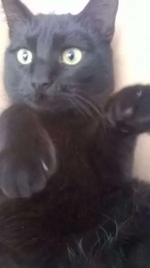 Gato raça Não Definida idade 2 a 6 meses nome Rayka