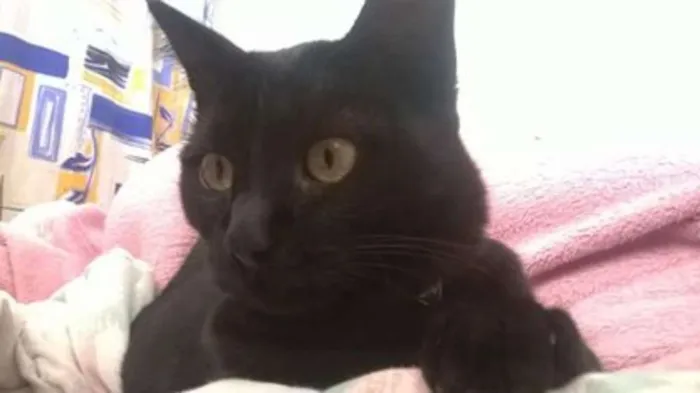 Gato raça Não Definida idade 2 a 6 meses nome Rayka