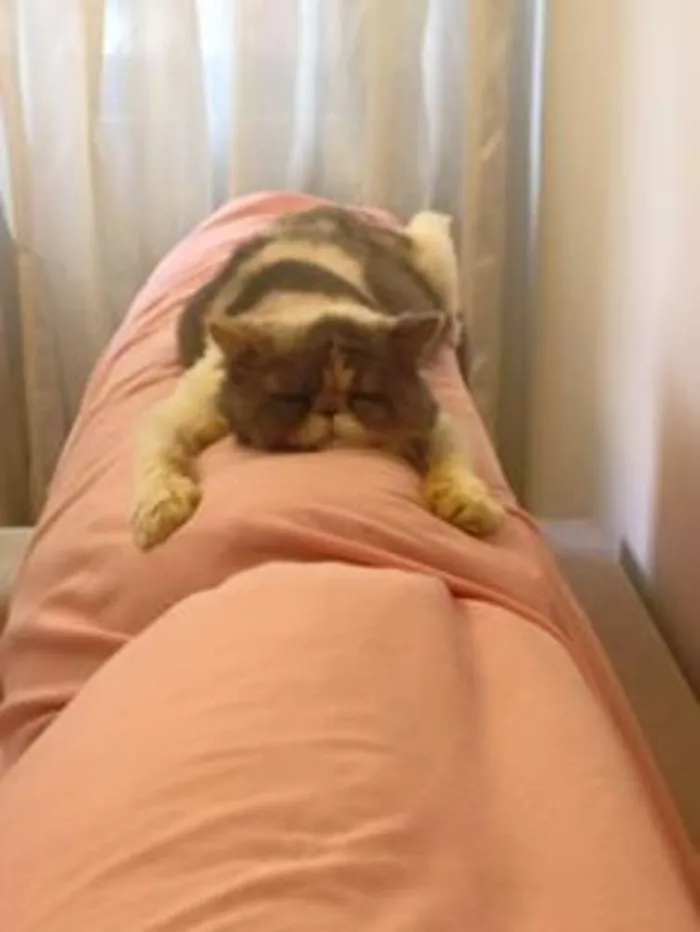 Gato ra a persa idade 3 anos nome Beth