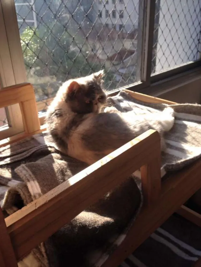 Gato ra a persa idade 3 anos nome Beth