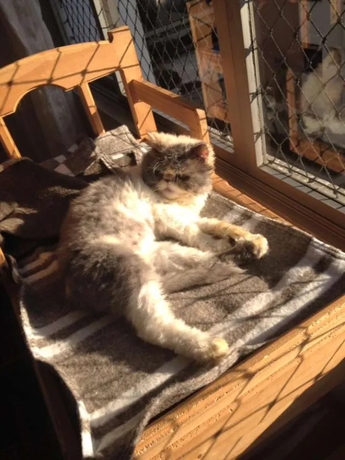 Gato ra a persa idade 3 anos nome Beth