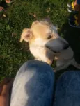 Milu