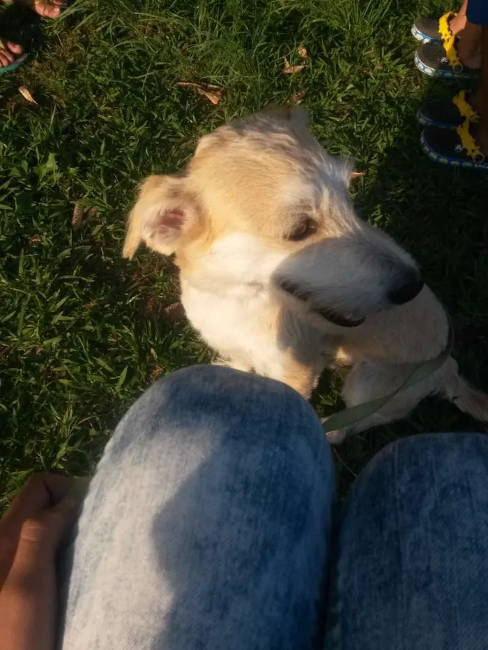 Cachorro ra a  idade 2 anos nome Milu