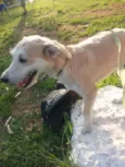 Milu