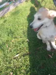 Milu