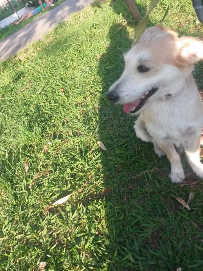 Cachorro ra a  idade 2 anos nome Milu