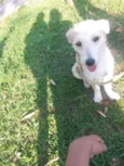 Milu