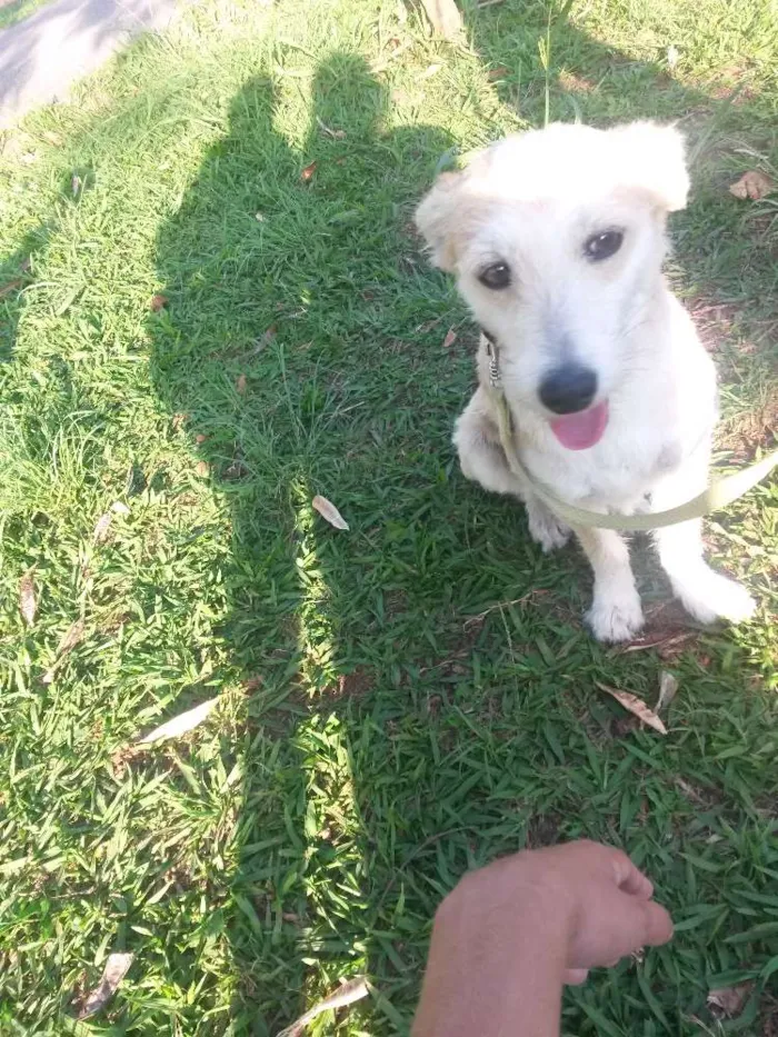 Cachorro ra a  idade 2 anos nome Milu
